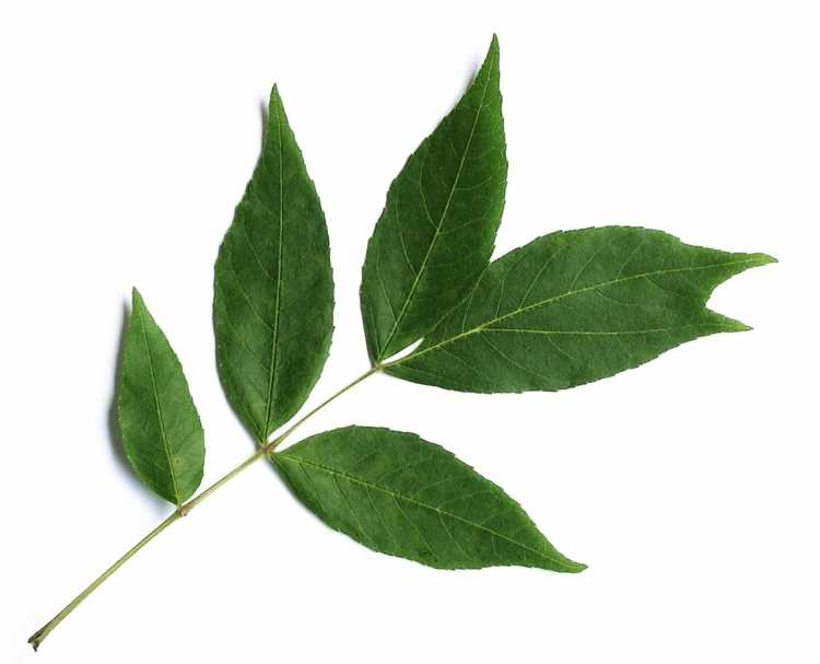 Fraxinus листья
