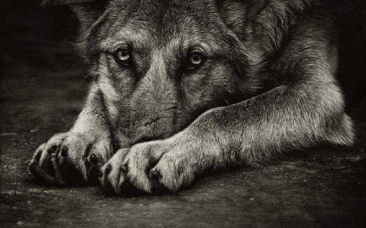 В ответе за тех кого приручили