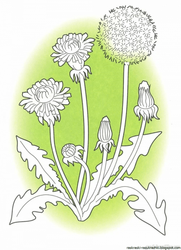 Одуванчик для раскрашивания