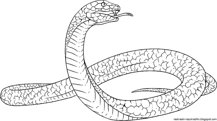Раскраска змейка