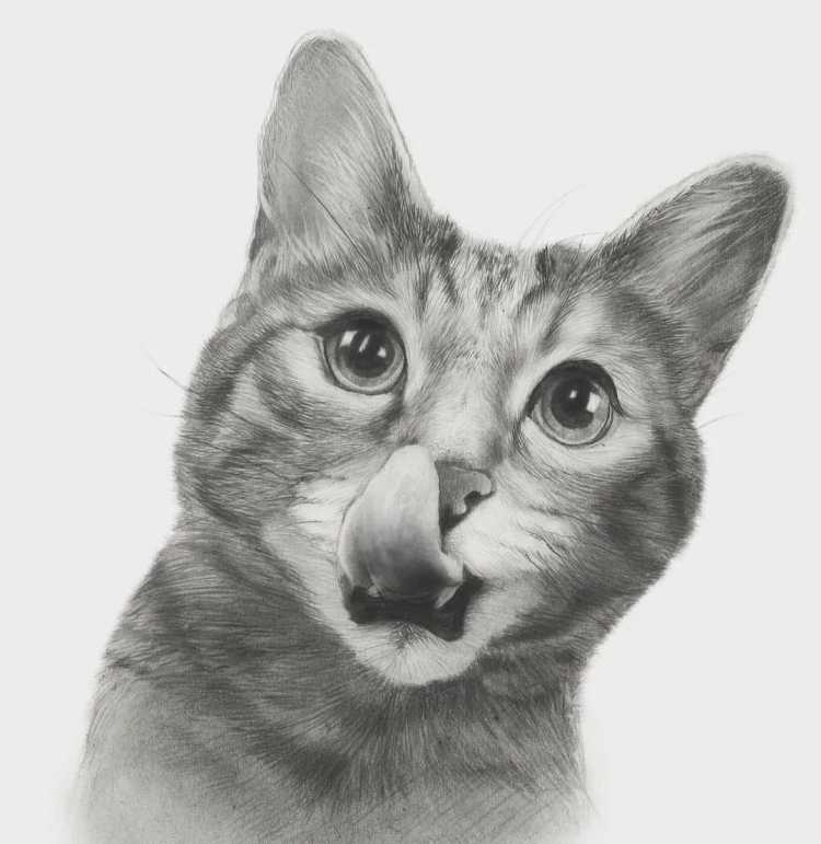 Кошка карандашом