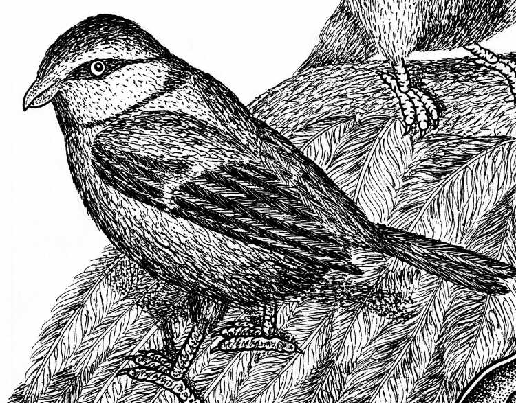 Синичка черно белая