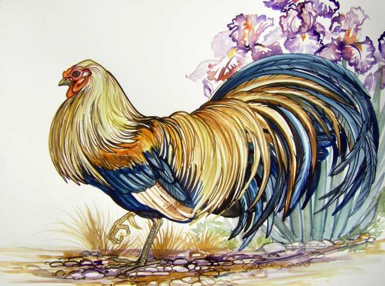 Курочка петушок акварель