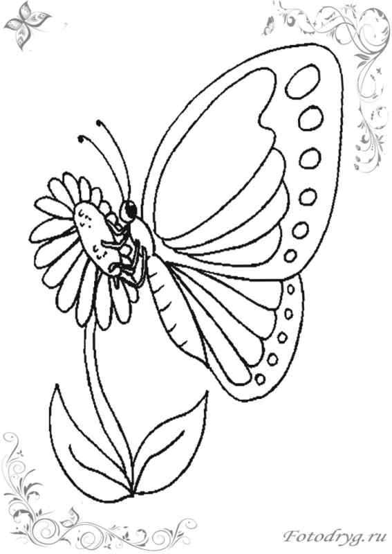 Бабочка раскраска для детей