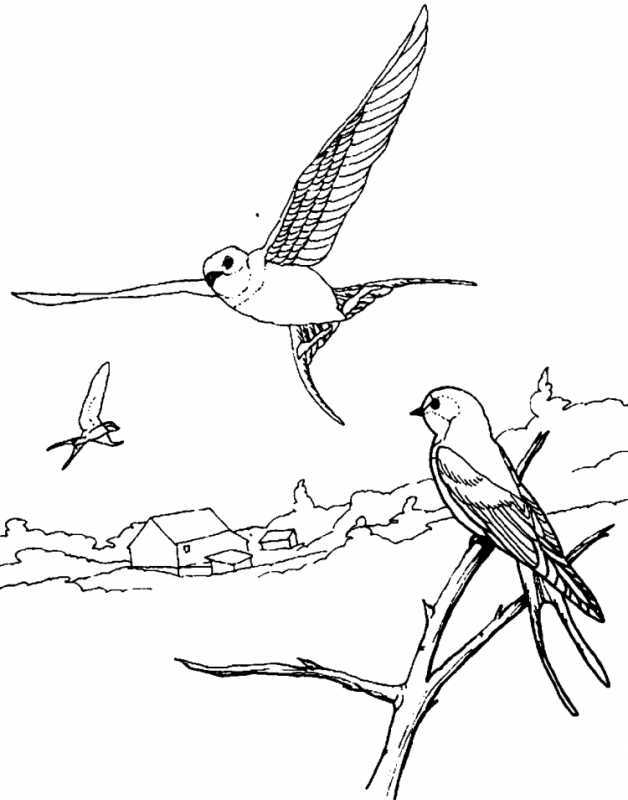 Стриж раскраска