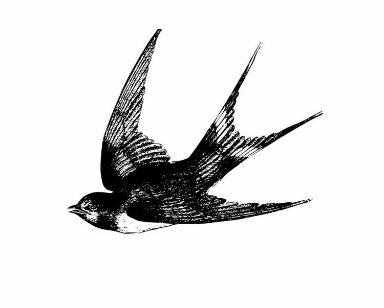 Птица Ласточка раскраска для детей