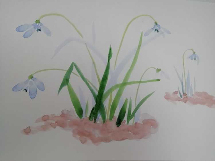 Подснежник раскраска