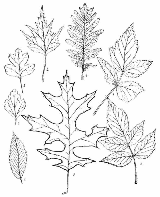 Кленовый лист раскрасить