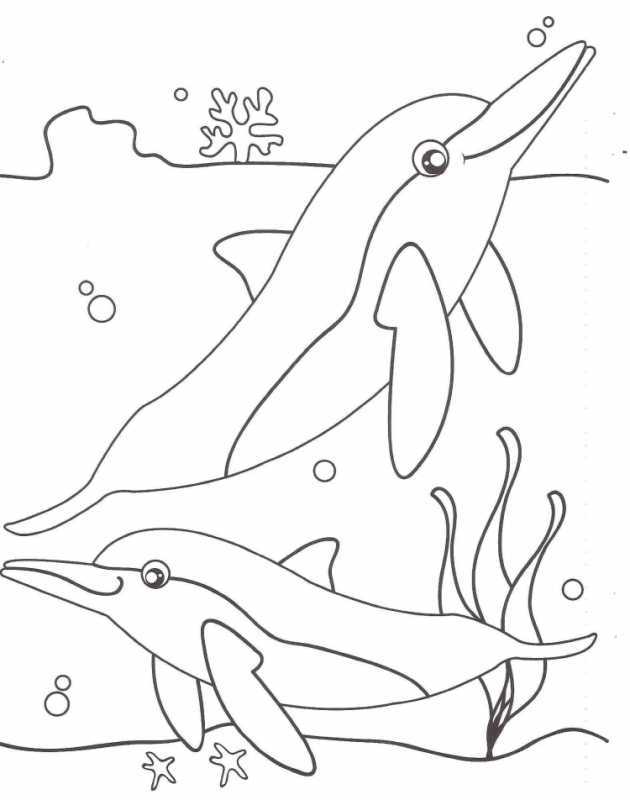 Дельфиненок раскраска