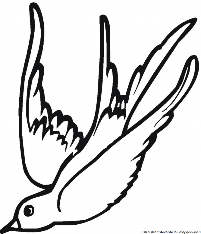 Стриж птица раскраска