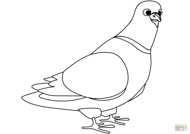 Голубь рисунок карандашом