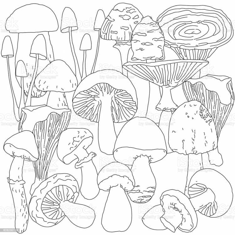Грибы опята раскраска для детей