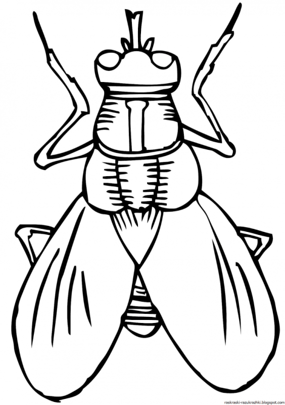 Гусеница раскраска