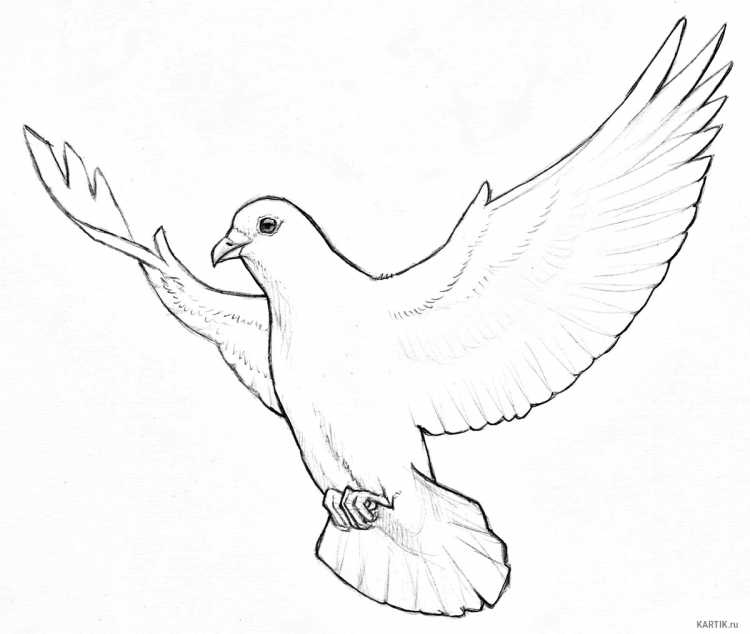 Голубь контур