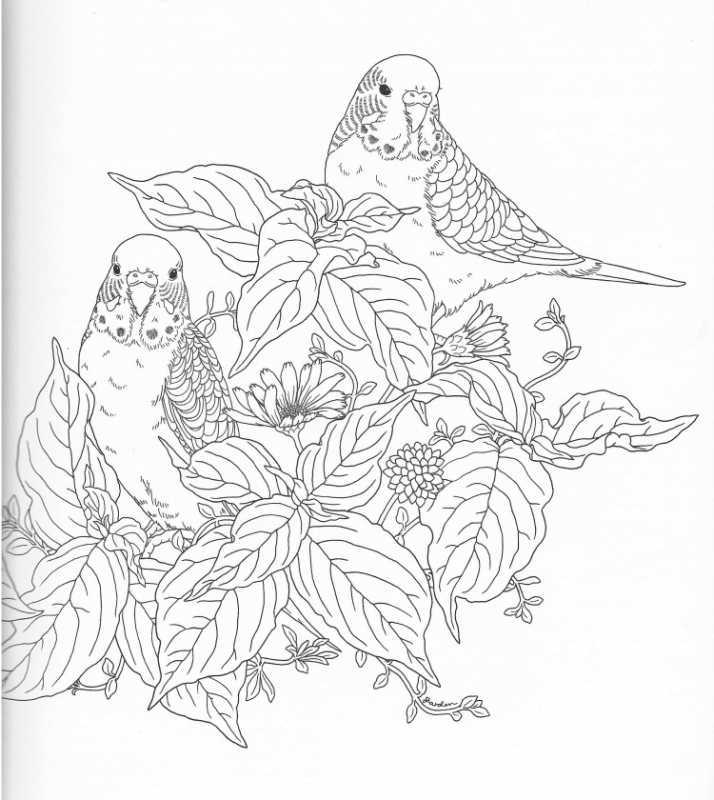 Раскраска попугай крупный
