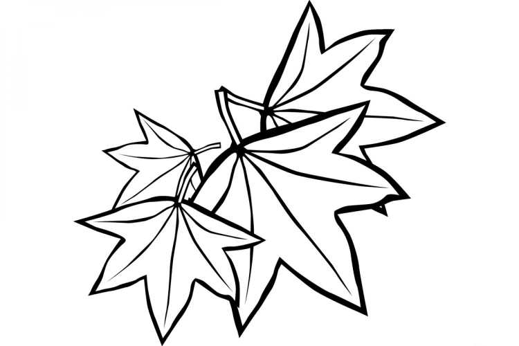 Кленовый листик раскраска