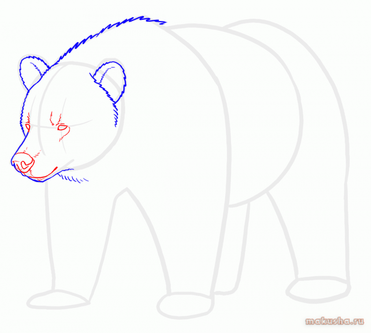 Поэтапное рисование медведя