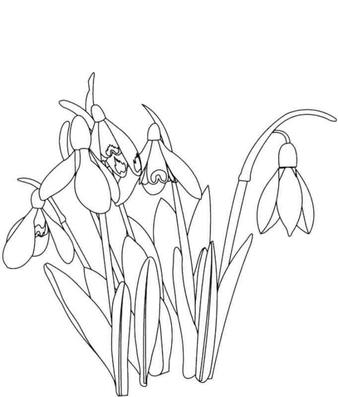 Подснежник раскраска