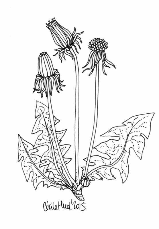 Василек полевой