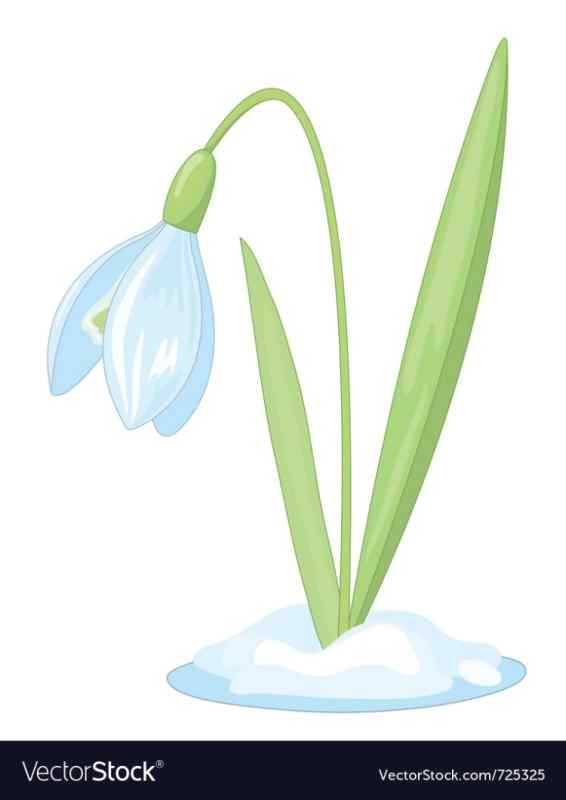 Нарисовать подснежники в снегу