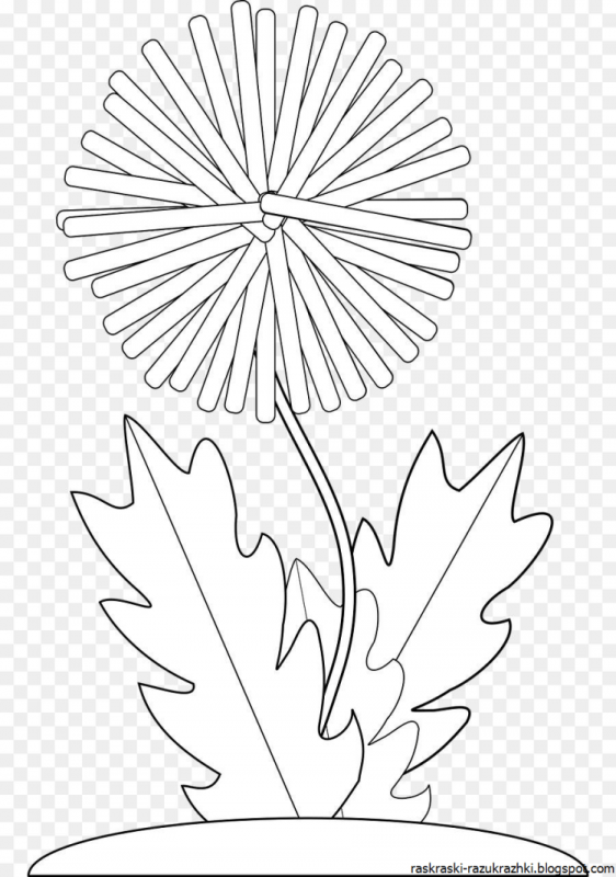 Набросок одуванчика