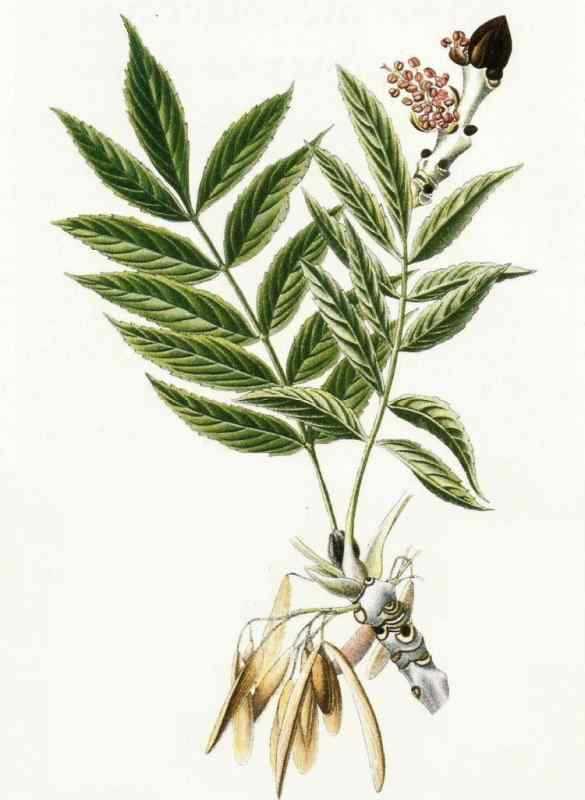 Ясень гербарий