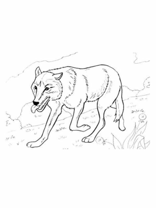 Раскраска волк мордочка