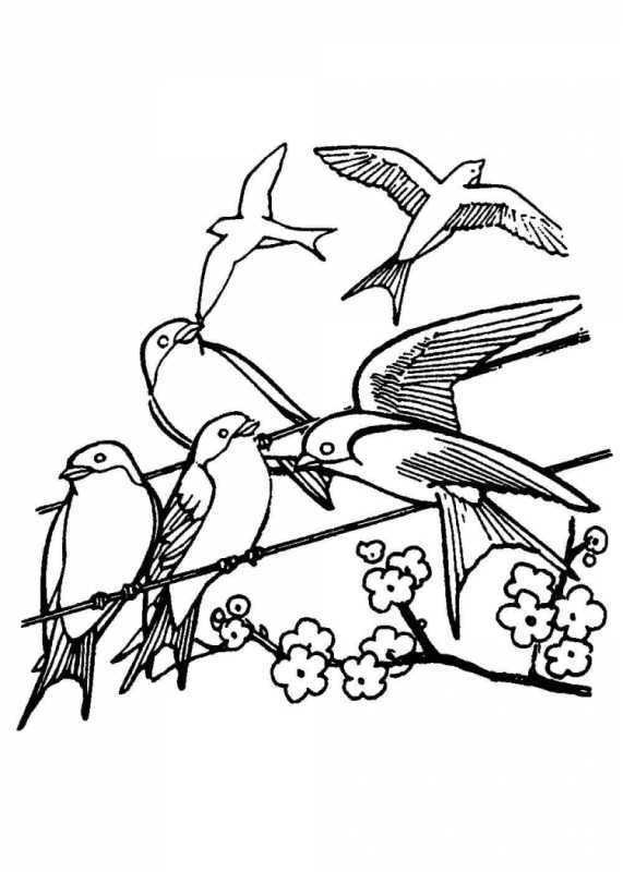 Ласточка пошаговое рисование для детей