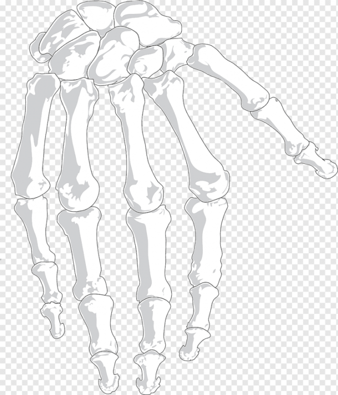 Кости руки Академический рисунок