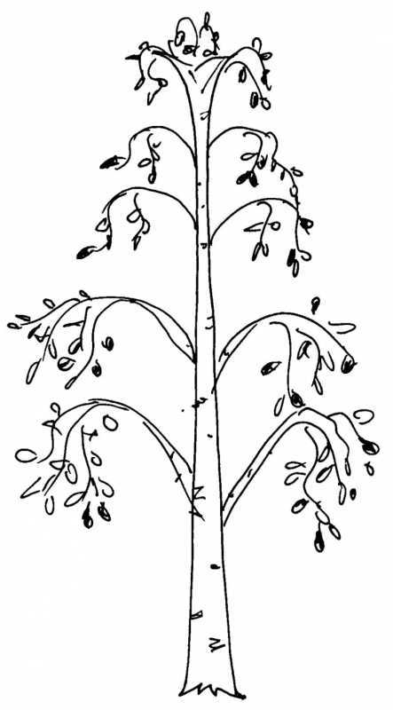Дерево яблоня раскраска