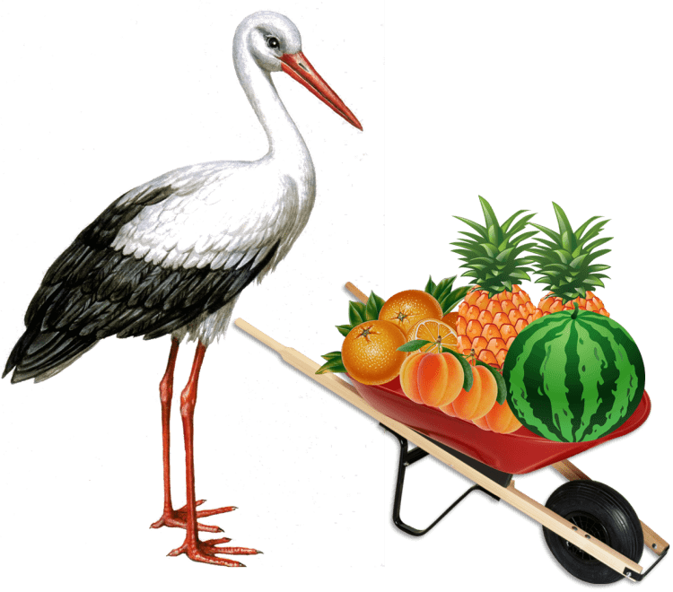 Аист с ребеночком