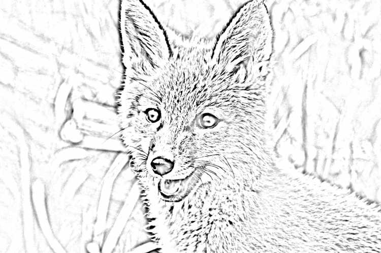 Лиса с хвостом раскраска