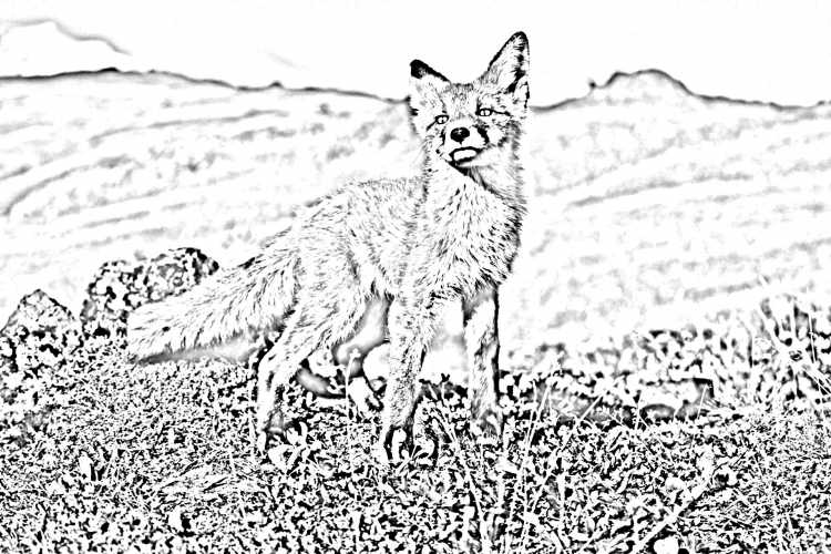 Раскраска антистресс Лисс