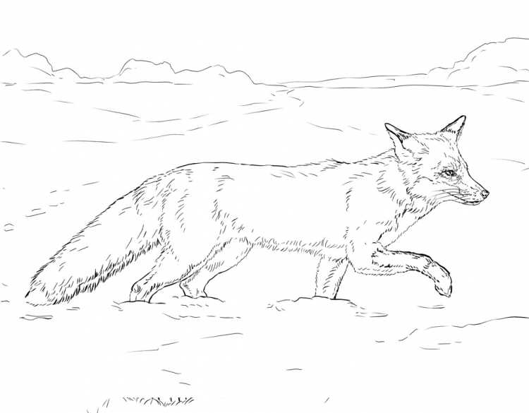 Лисичка зимой раскраска