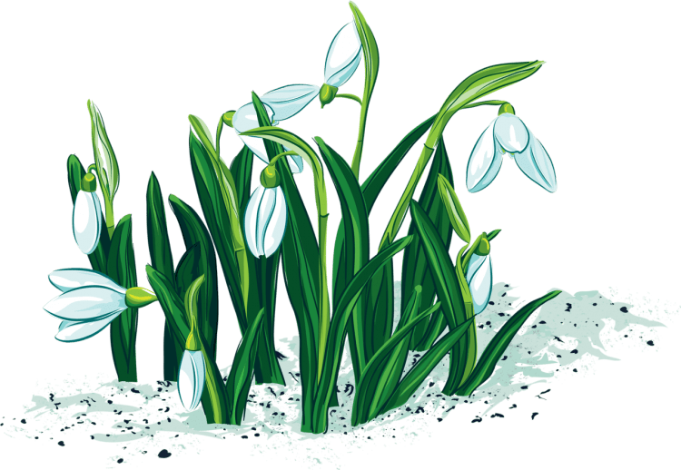 Подснежник для детей