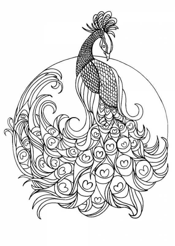 Антистрессовые раскраски с павлином
