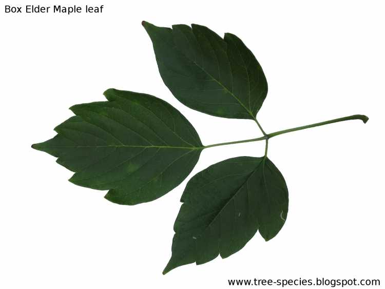 Американский клен листья