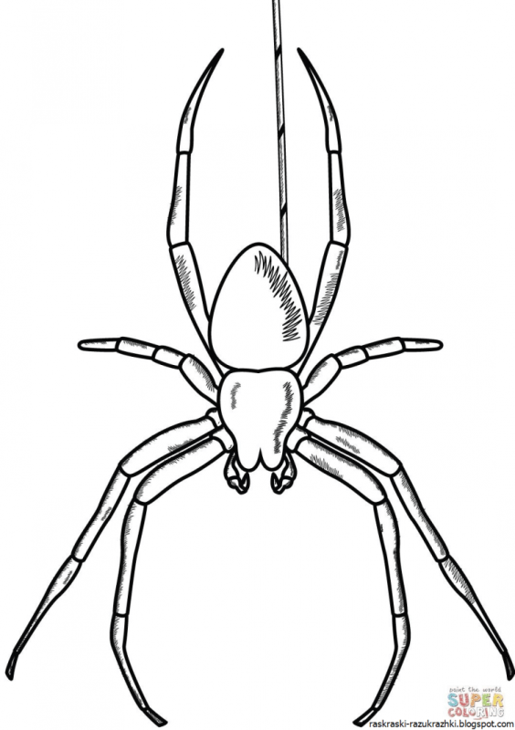 Паук раскраска