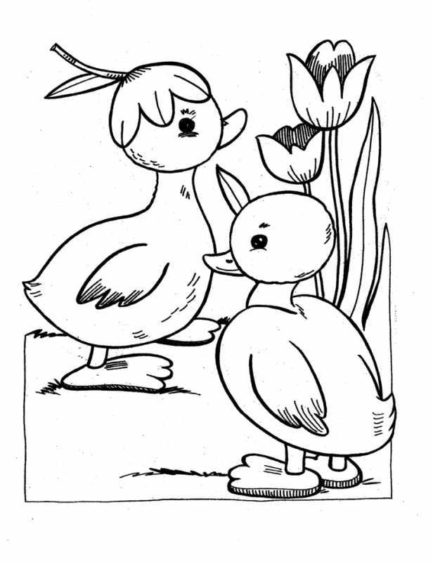 Утки мандаринки раскраска