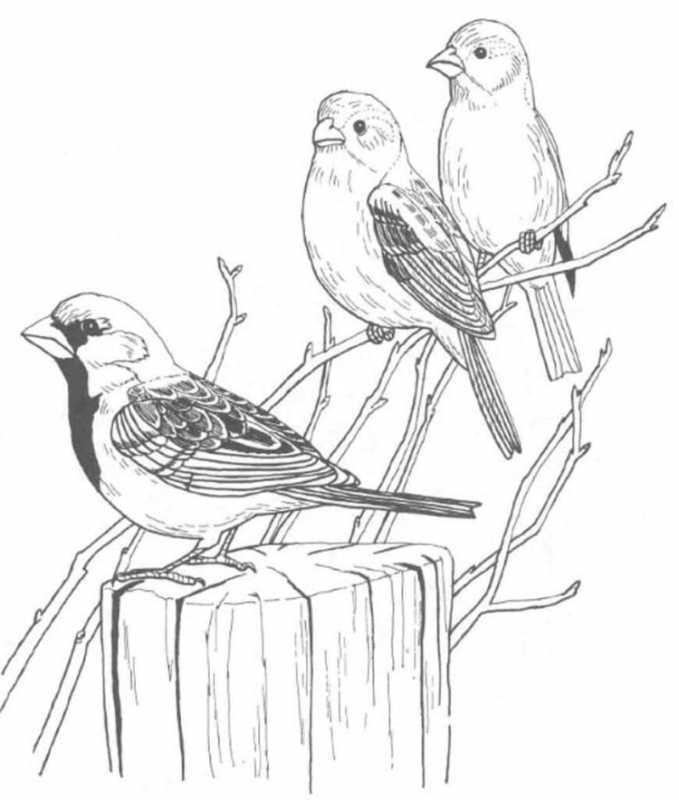 Воробей раскраска