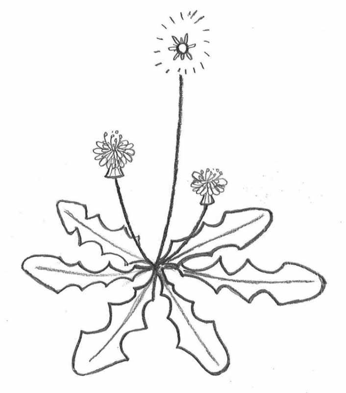 Жук на одуванчике раскраска для детей