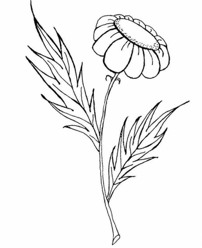 Лепестки ромашки для детей