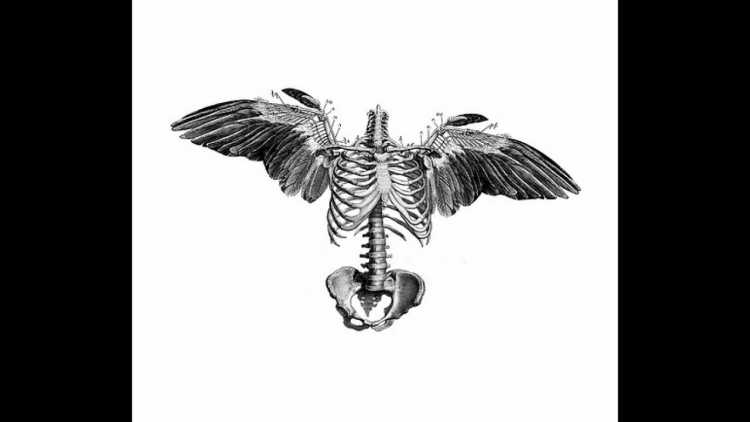 Скелет крыльев ангела