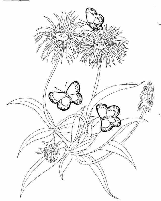 Раскраска луговые цветы для детей