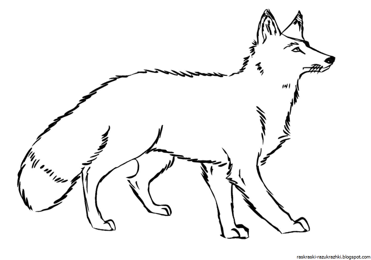 Раскраска лиса