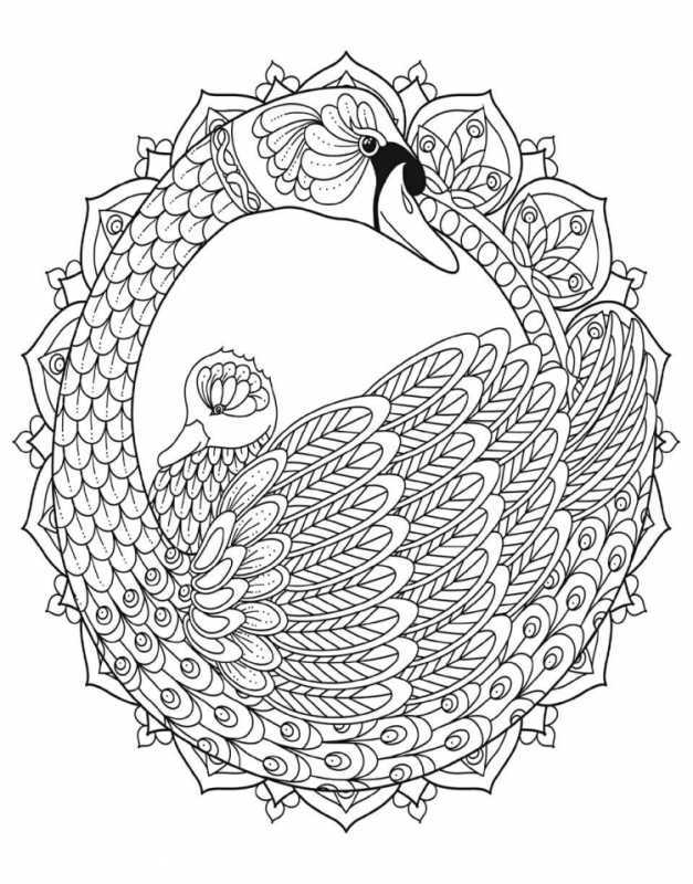 Павлин раскраска цветная просто