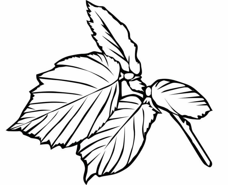 Листья раскраска