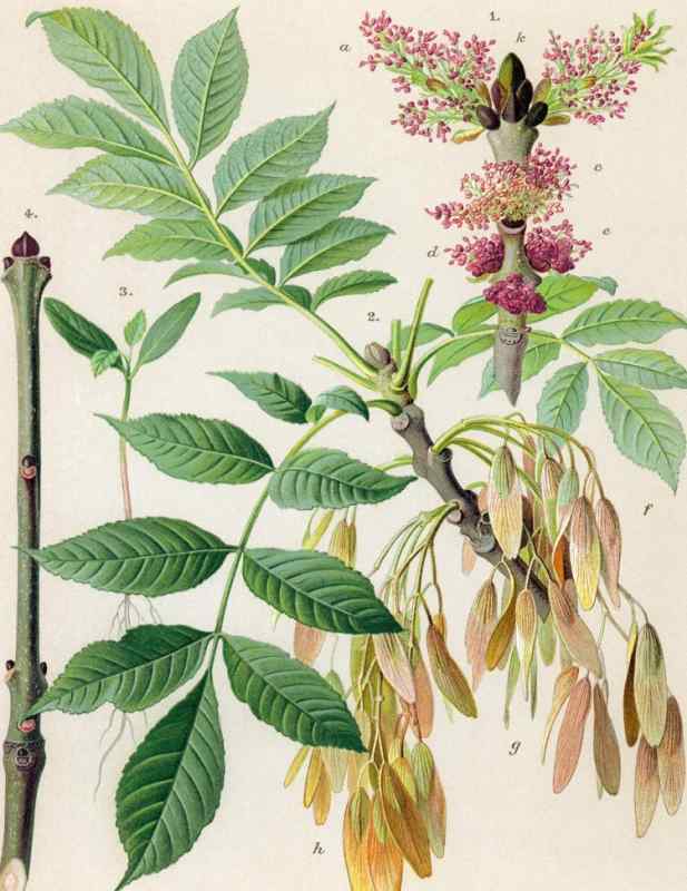 Ясень обыкновенный Fraxinus Excelsior семена