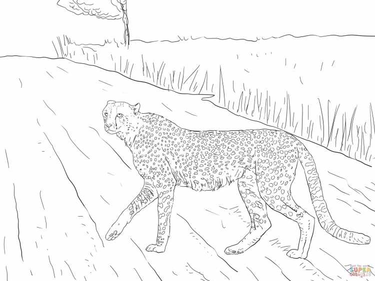 Раскраска гепард