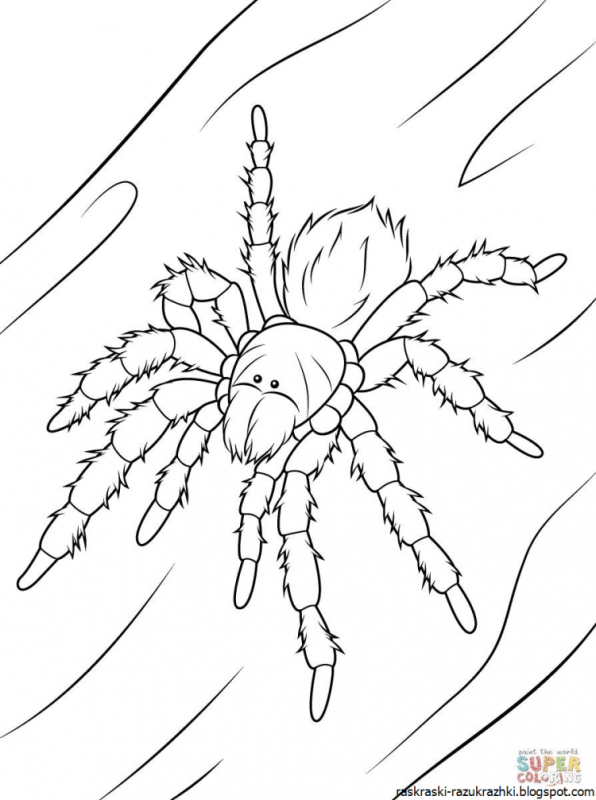 Раскраска Спайдер Мэн